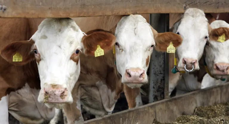 Eine-Bio-Milch-Kuh-wird-zwei-Mal-am-Tag-gemolken-Dafuer-wird-sie-von-der-Weide-zum-Melkstand-getrieben