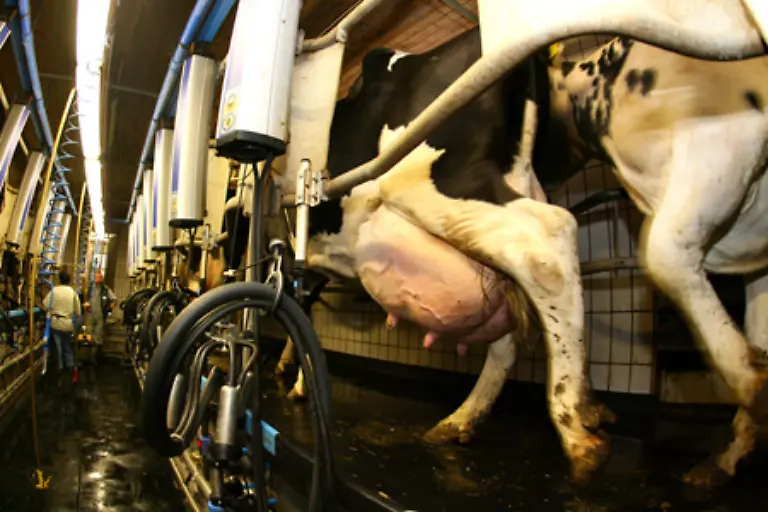 Im-Durchschnitt-gibt-sie-20-Liter-Milch-pro-Tag-Bis-zu-30-Liter-sind-es-kurz-nachdem-eine-Milchkuh-gekalbt-hat