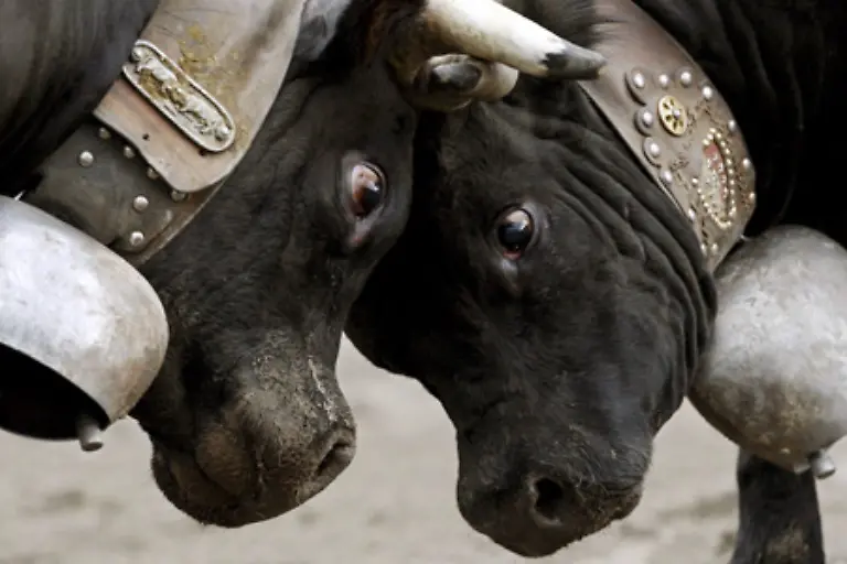 Die-maennlichen-Kaelber-werden-meist-bereits-vor-dem-dritten-Lebensmonat-kastriert-Dieser-Eingriff-wird-mit-Betaeubung-vom-Tierarzt-durchgefuehrt