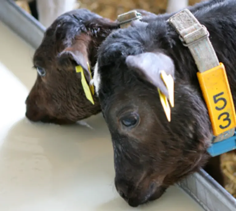 Kastrierte-Bullen-werden-Ochsen-genannt-Die-Jungtiere-werden-auf-Bio-Hoefen-nach-ungefaehr-sechs-Monaten-von-der-Milch-der-Mutter-entwoehnt-und-als-Herden-im-Sommerhalbjahr-auf-die-Weiden-getrieben