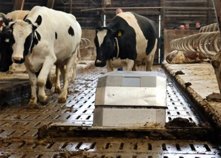 Strenge-EU-Richtlinien-fuer-Bio-Fleisch-verbieten-die-Haltung-von-Bio-Rindern-auf-so-genannten-Spaltenboeden