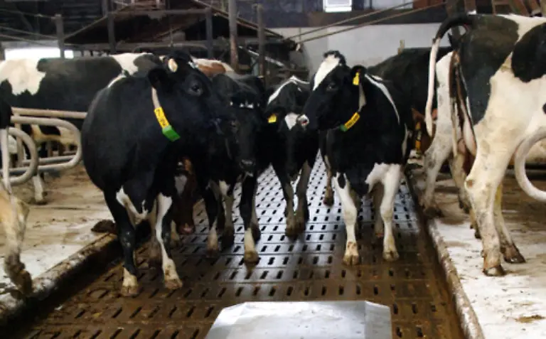 Spaltenboeden-koennen-bei-Rindern-zu-Klauen-oder-Gelenkverletzungen-fuehren-Zudem-ist-der-Boden-zu-hart-so-dass-chronische-Lahmheiten-entstehen-koennen