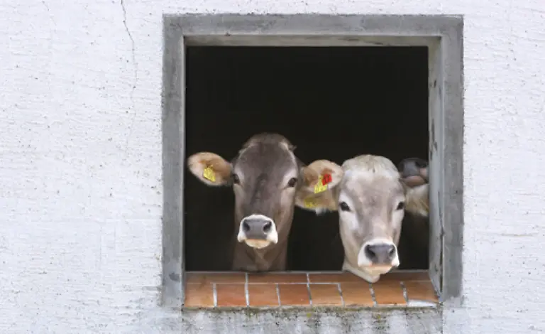 Allerdings-werden-auch-die-fuer-die-Fleischproduktion-ausgesuchten-Tiere-auf-Bio-Hoefen-oftmals-nicht-aelter-als-zwei-Jahre