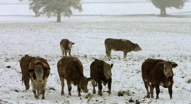 Doch-egal-ob-Bio-Rind-oder-Kuh-aus-Massentierhaltung-Die-Tiere-stossen-beim-Verdauen-klimaschaedliches-Methan-aus