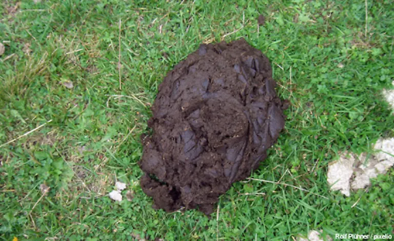 Doch-vor-der-endgueltigen-Verdauung