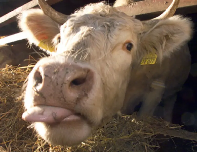 wird-die-Nahrung-mehrfach-aufgestossen-und-genuesslich-wiedergekaeut-Nur-so-kann-die-pflanzliche-Nahrung-optimal-ausgenutzt-und-umgesetzt-werden