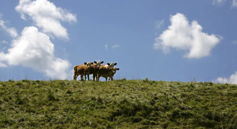 In-wissenschaftlichen-Studien-wurde-errechnet-dass-ein-einziges-Rind-fuer-das-Klima-genauso-schaedlich-ist-wie-ein-Kleinwagen