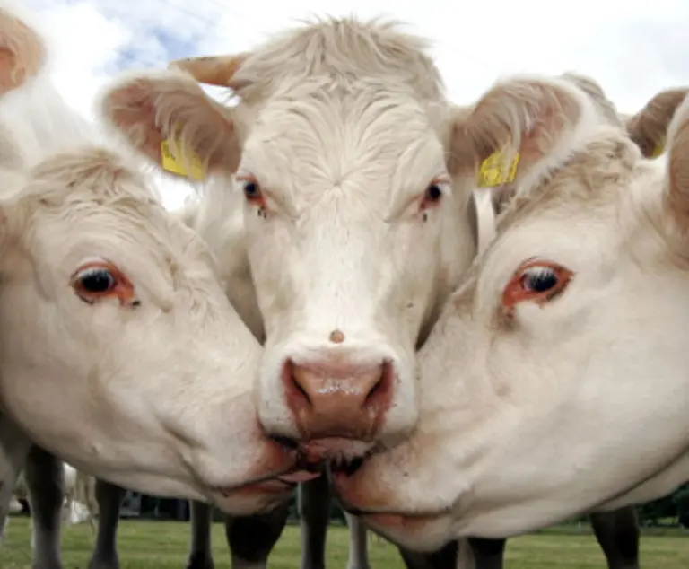 40-Prozent-des-Methanausstosses-weltweit-wird-der-Rinderzucht-zugeschrieben