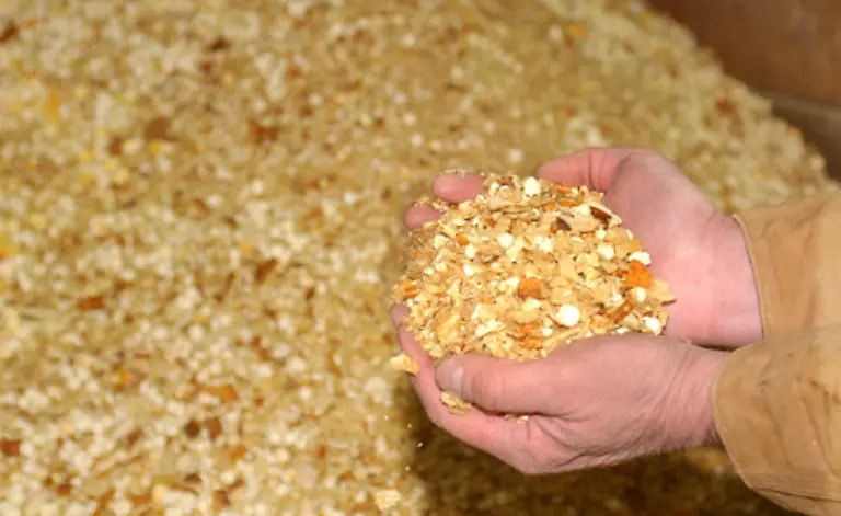 Die-Verfuetterung-in-Rinder-Mastanlagen-von-Getreide-Soja-und-anderen-Nahrungsmitteln