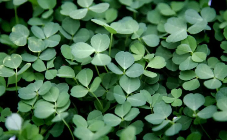Zu-einem-irischen-Fest-gehoert-natuerlich-auch-das-dreiblaettrige-Kleeblatt-Shamrock-genannt