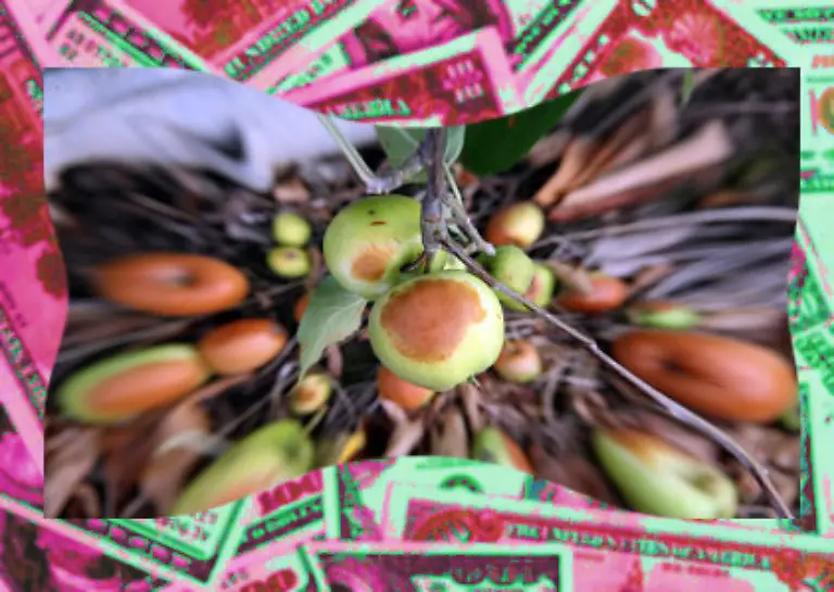 Ein-europaeisches-Steuerparadies-nach-dem-anderen-wird-weich-Ist-das-boese-Bankgeheimnis-nun-Geschichte-Sind-die-faulen-Aepfel-aussortiert