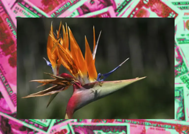 wie-es-die-OECD-als-Mindeststandard-bei-Steuertransparenz-zwischen-Staaten-vorsieht-Sprich-das-Finanzamt-muss-zunaechst-einen-hinreichend-begruendeten-Anfangsverdacht-vorlegen-Aber-Achtung-Hierfuer-genuegt-jetzt-bereits-eine-anonyme-Anzeige