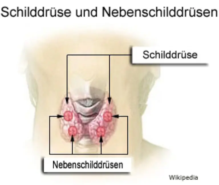 Hormone-sind-Wirkstoffe-die-in-Druesen-wie-etwa-der-Schilddruese