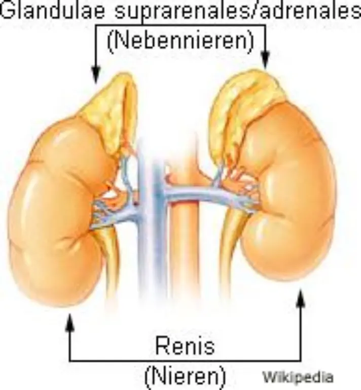 oder-der-Nebennierenrinde