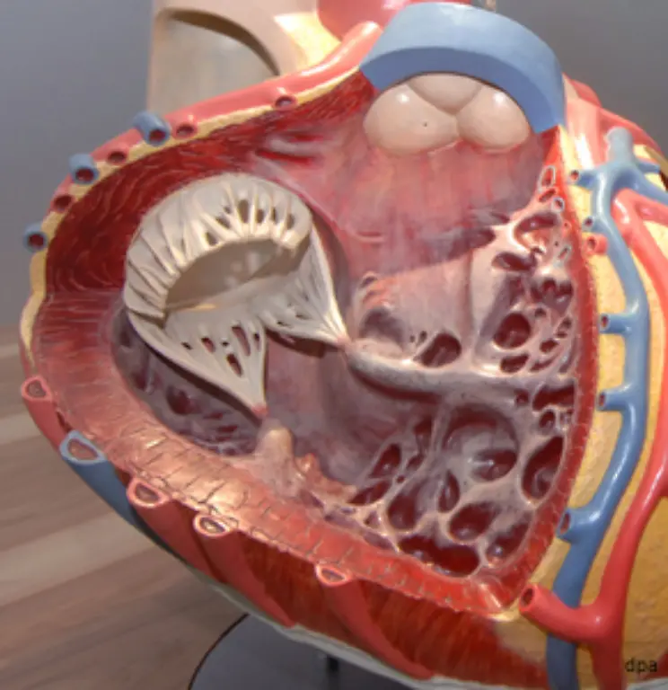 und-in-speziellen-Zellen-und-Geweben-wie-Magen-oder-Herz-gebildet-werden