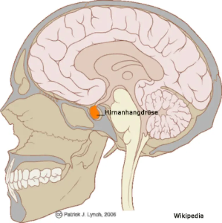 Die-Zentrale-des-Hormonsystems-befindet-sich-in-unserem-Kopf-in-der-Hirnanhangdruese-griechisch-Hypophyse-Sie-produziert-eigene-Hormone-und-beeinflusst-die-Produktion-der-anderen-endokrinen-also-hormonproduzierenden-Druesen