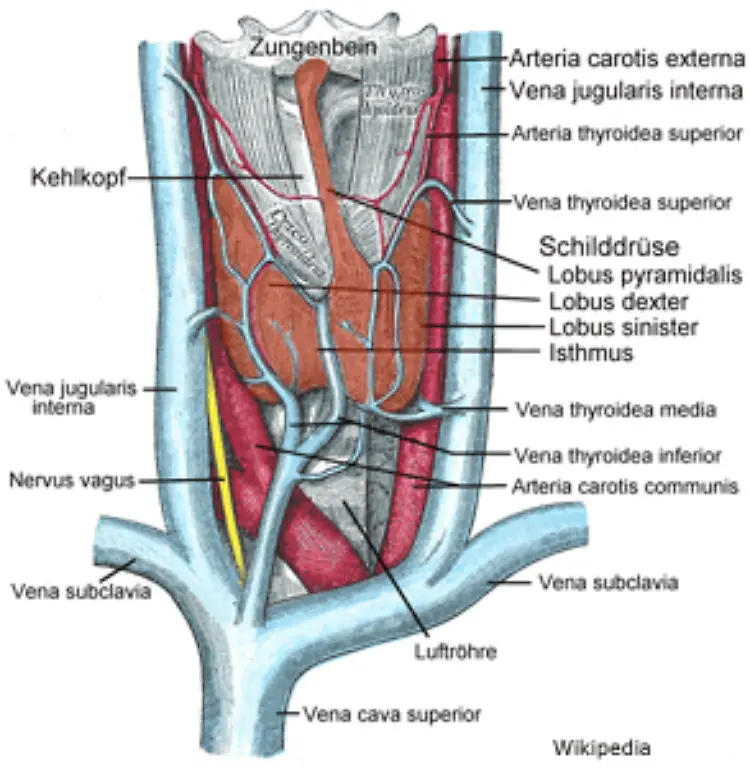 Zu-diesen-gehoert-z-B-die-bereits-erwaehnte-Schilddruese-Die-dort-hergestellten-Hormone-Trijodthyronin-T3-und-Thyroxin-T4-wirken-sich-auf-den-Energiehaushalt-des-Koerpers-aus