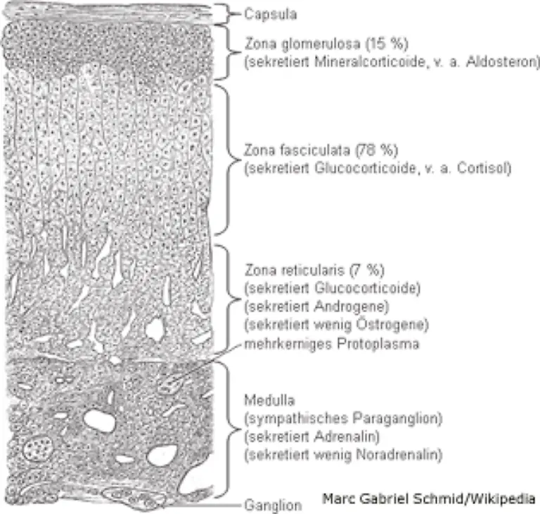 Entstehungsort-von-Adrenalin-ist-die-Nebennierenrinde