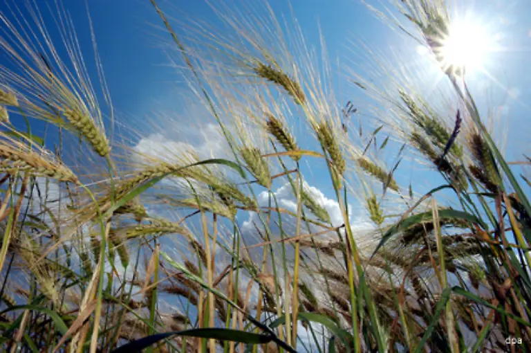 Ebenso-wie-Melatonin-beeinflusst-auch-Serotonin-den-menschlichen-Schlafrhythmus-Doch-ist-Serotonin-ein-umgekehrt-wirkendes-Hormon-Es-wird-bei-Helligkeit