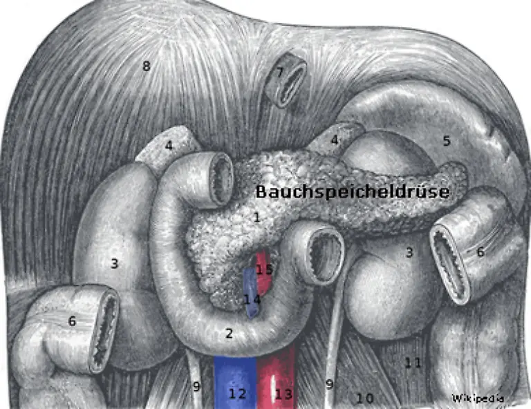 Dann-schuettet-die-Bauchspieldruese-das-Hormon-Insulin-aus-Insulin-foerdert-die-Aufnahme-von-Glukose-Blutzucker-in-die-Leber-und-die-Muskelzellen-wo-sie-als-Energiereserve-gespeichert-wird