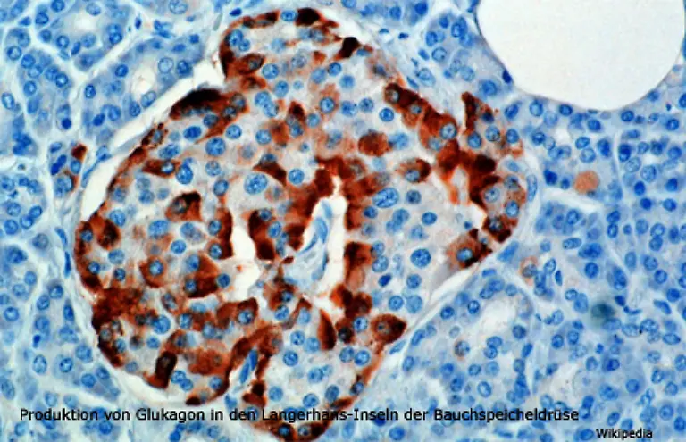 Fast-alle-Hormone-haben-ein-ihnen-entgegenwirkendes-Hormon-Der-Gegenspieler-des-Insulins-ist-das-Glukagon