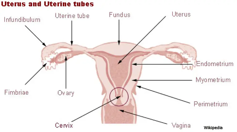 Kommen-wir-zu-den-Sexualhormonen-und-damit-zum-Oestrogen-Oestrogen-ist-der-Oberbegriff-fuer-mehr-als-30-verschiedene-weibliche-Geschlechtshormone-die-groesstenteils-in-den-Eierstoecken-gebildet-werden