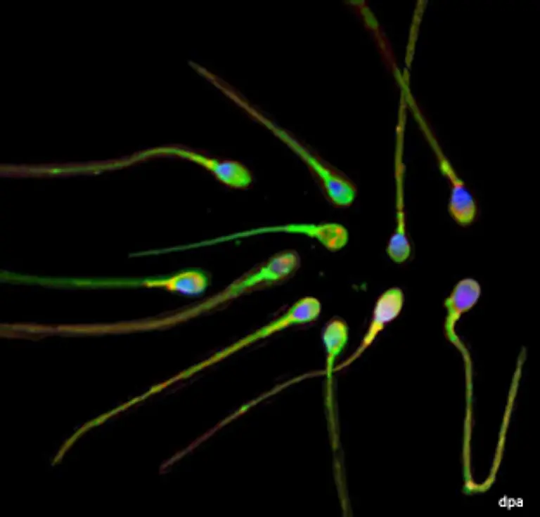 und-die-Samenbildung-sind-dem-in-den-Hoden-produzierten-Testosteron-zuzuschreiben