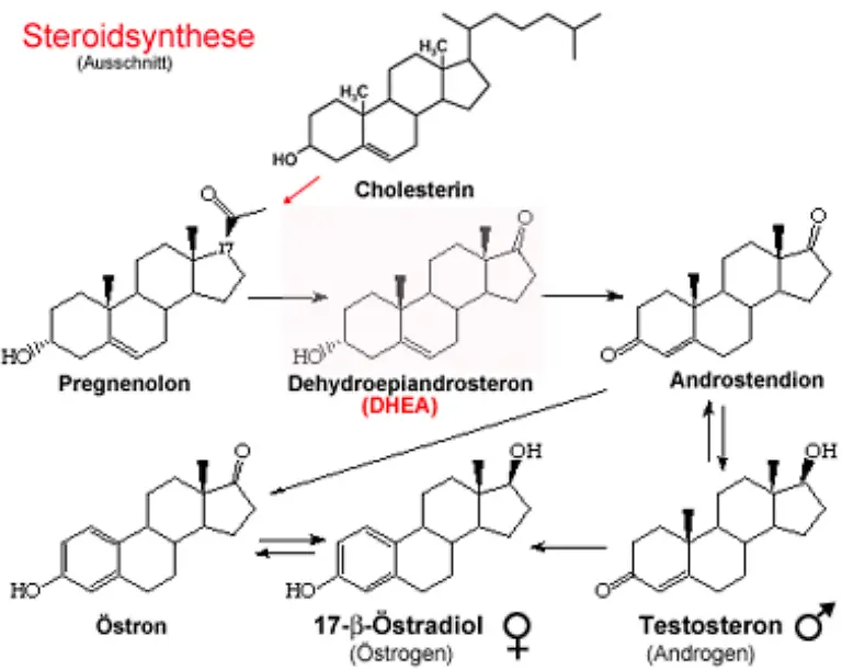 Hormone-sind-schon-in-sehr-geringen-Konzentrationen-wirksam-und-sollten-nie-aufs-Geratewohl-eingenommen-werden-Die-Nebenwirkungen-von-Hormonpraeparaten-etwa-die-den-Alterungsprozess-aufhalten-sollen-sind-noch-kaum-erforscht