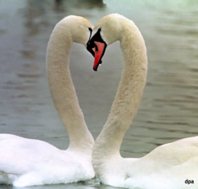 die-Fruehlingsgefuehle