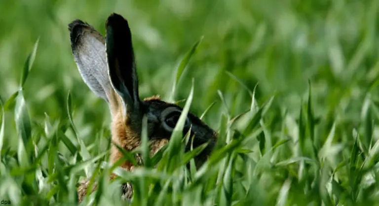 Ostern-naht-die-Fastenzeit-geht-zu-Ende-Doch-vor-das-Eiersuchen-hat-der-Herrgott-den-Hoehepunkt-des-Fastens-gesetzt-die-Karwoche