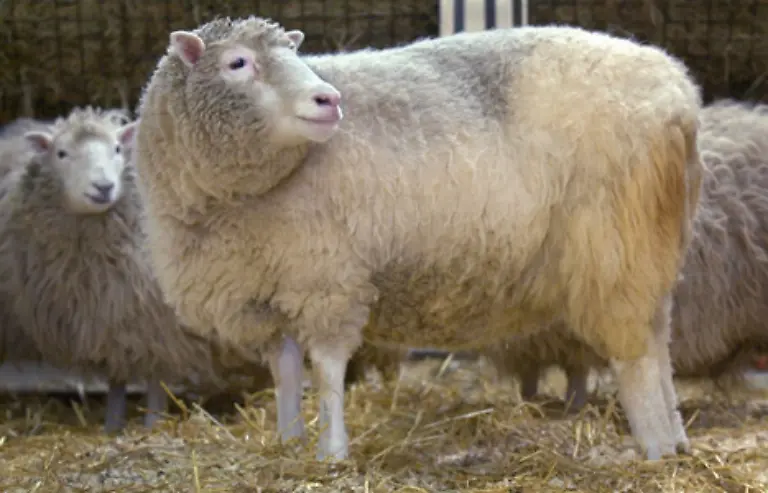 Das-Klonschaf-Dolly-ist-wohl-das-bekannteste-Schaf-der-Welt