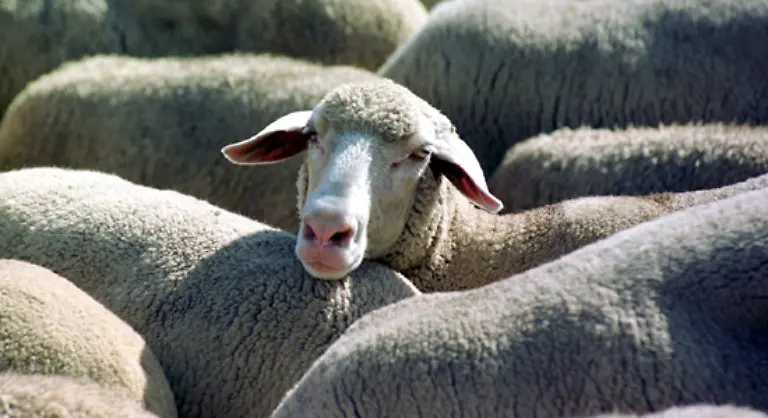 Zu-einer-Schafherde-koennen-bis-zu-300-Tiere-gehoeren