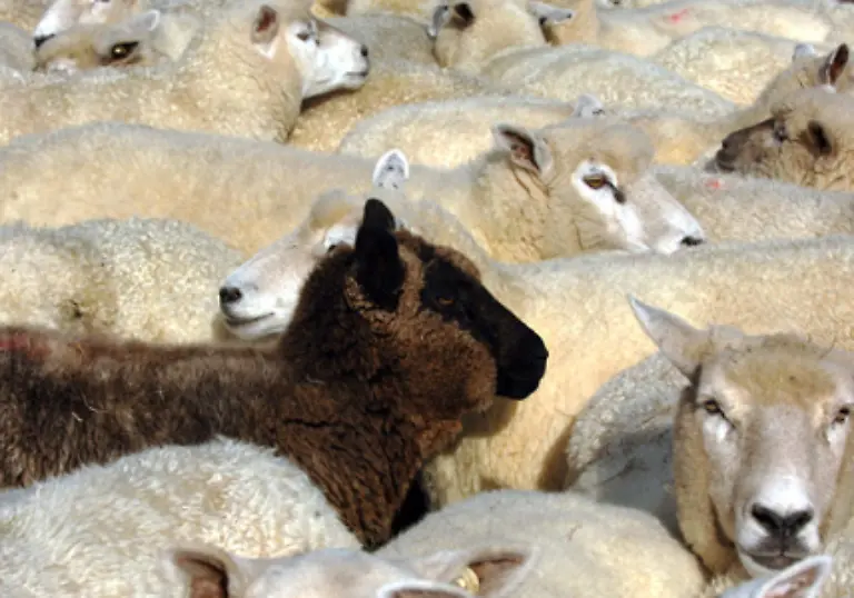 Die-Wolle-eines-einzigen-schwarzen-Schafes-senkte-den-Wert-der-Wolle-der-gesamten-Herde-Schwarze-Schafe-wurden-daher-oft-schon-als-Laemmer-aussortiert