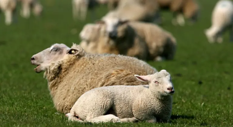 Schafe-werden-oftmals-auch-als-natuerliche-Rasenmaeher-bezeichnet-weil-sie-durch-ausgiebiges-Fressen-alle-Pflanzen-kurz-halten