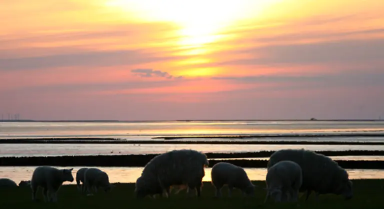 An-der-Nordsee-beispielsweise-gehoeren-sie-als-Selbstverstaendlichkeit-zum-Landschaftsbild-dazu