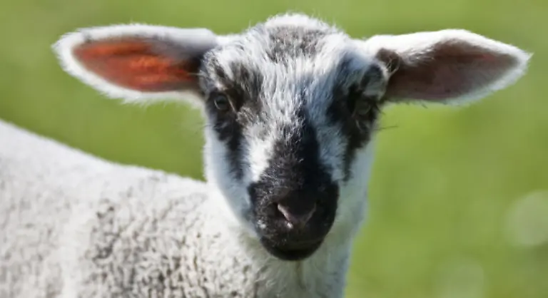 Laemmer-heissen-die-Tiere-solange-sie-nicht-aelter-als-ein-Jahr-sind