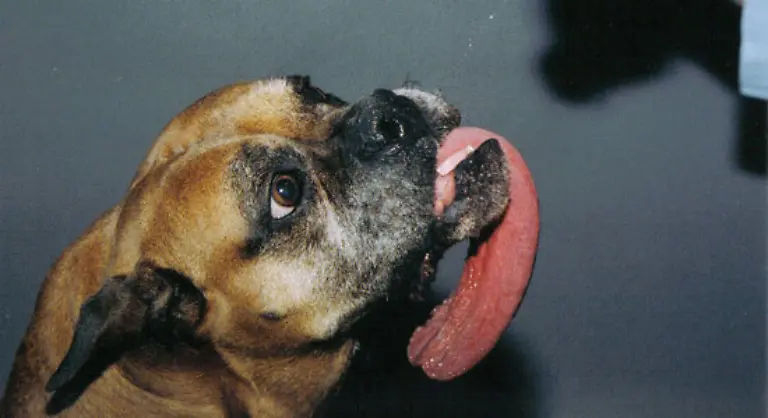 Laengste-Hundezunge-Die-laengste-Hundezunge-gehoerte-einer-Boxerhuendin-mit-dem-Namen-Brandy-und-war-43-cm-lang-Brandy-lebte-bis-zu-ihrem-Tod-im-September-2002-bei-ihrem-Besitzer-John-Scheid-in-St-Clair-Shores-in-Michigan-USA