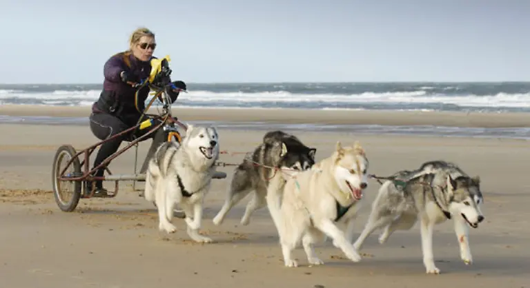 Schnellste-100-Meter-im-Dog-Kart-Der-Rekord-fuer-die-schnellsten-100-m-in-einem-von-vier-Hunden-auf-Sand-gezogenen-Wagen-liegt-bei-11-65-Sekunden