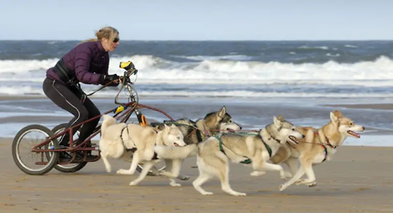 Suzannah-Sorrell-GB-stellte-diesen-Rekord-im-Holkham-National-Nature-Reserve-in-Holkham-Norfolk-am-6-November-2007-auf-Am-selben-Tag-brach-sie-auch-den-Rekord-mit-sechs-11-53-Sek-und-acht-Hunden-10-65-Sek