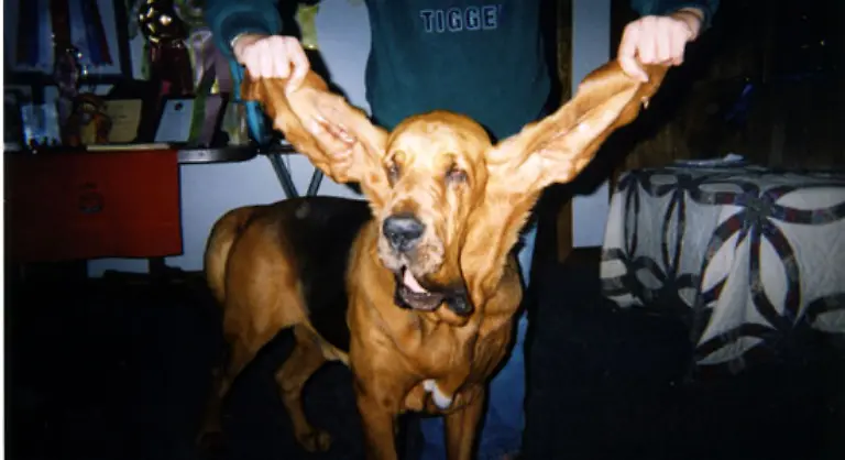 Laengste-Hundeohren-Tigger-der-Bluthund-von-Bryan-und-Christina-Flessner-aus-St-Joseph-Illinois-USA-hat-ein-rechtes-Ohr-von-34-9-cm-und-ein-linkes-Ohr-von-34-2-cm-Laenge