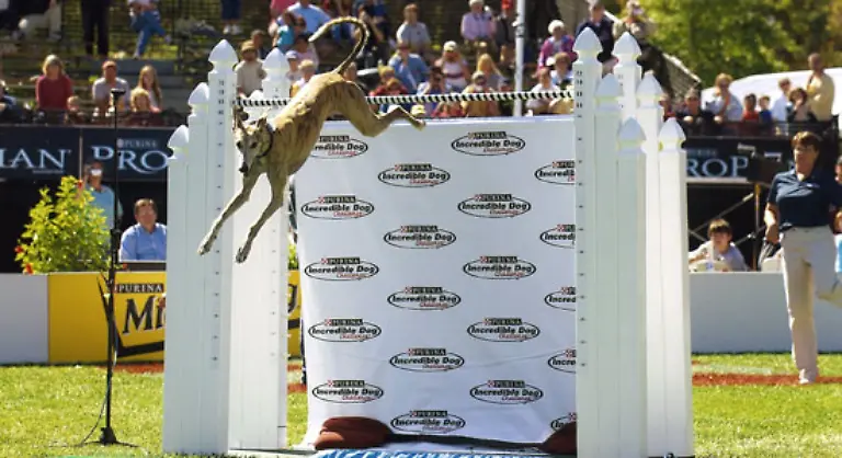 Hoechster-Sprung-eines-Hundes-Cinderella-May-a-Holly-Grey-ein-Windhund-im-Besitz-von-Kate-Long-und-Kathleen-Conroy-USA-sprang-im-Oktober-2006-172-7-cm-hoch