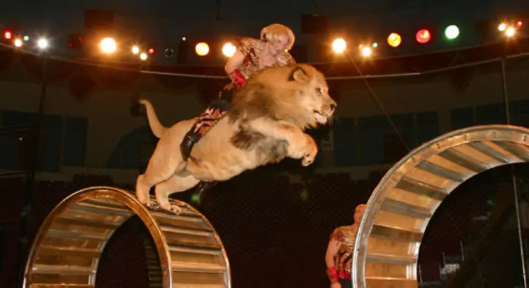 Weitester-Sprung-mit-einem-Loewen-Bei-einer-Vorstellung-des-russischen-Staatszirkus-am-im-Juli-2006-schafften-Askold-und-Edgard-Zapashny-waehrend-sie-einen-Loewen-namens-Michael-ritten-einen-Sprung-von-2-3-m