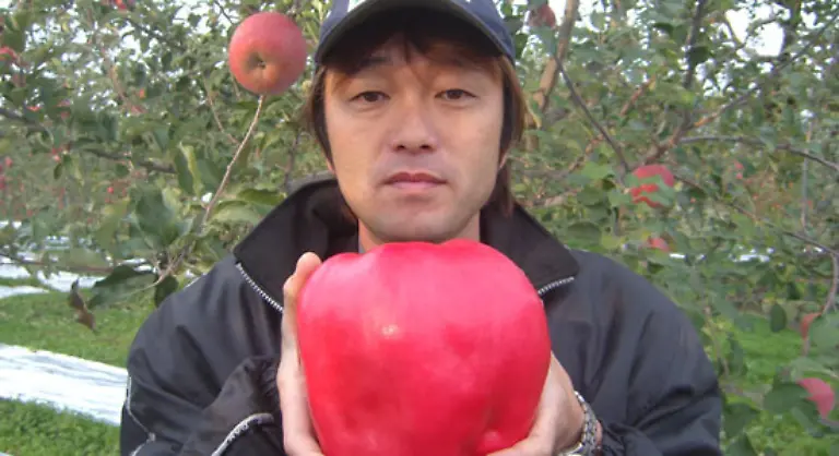 Schwerster-Apfel-Chisato-Iwasaki-Japan-pflueckte-im-Oktober-2005-einen-1-84-kg-schweren-Apfel-den-er-auf-seiner-Apfelplantage-in-Hirosaki-selbst-gezogen-hatte