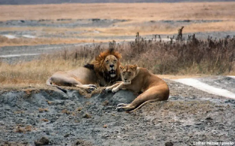 Besonders-ans-Herz-gewachsen-war-ihm-die-Serengeti-und-die-darin-lebenden-Tiere