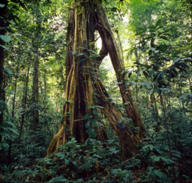 Auf-seiner-Suedamerika-Reise-auf-die-er-sich-drei-Jahre-vorbereitete-und-die-fuenf-Jahre-dauerte-durchquerte-er-ohne-besondere-Sicherheitsmassnahmen-den-suedamerikanischen-Urwald