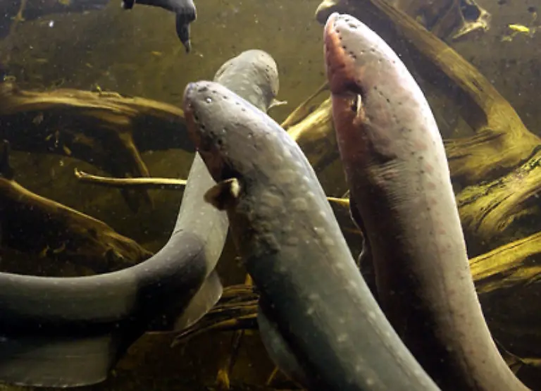 Unerschrocken-verfolgte-Humboldt-die-Devise-Selbst-erleben-selbst-erleiden-und-machte-dementsprechend-Selbstversuche-beispielsweise-mit-den-elektrischen-Abwehrmechanismen-der-Zitteraale