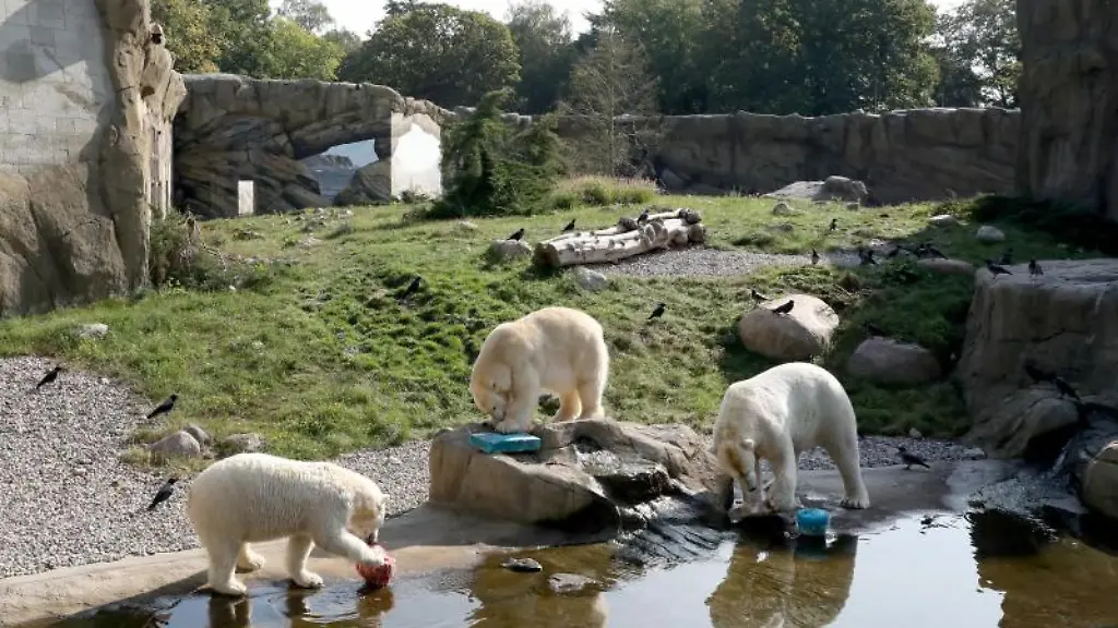 Die-Eisbaeren-Noria-l-r-Sizzel-und-Akiak-im-Polarium-im-Rostocker-Zoo