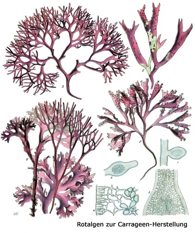 Carrageen