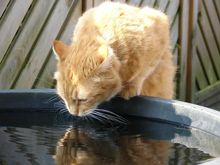 379380-R-K-B-by-Ren-Schellhammer-pixelio-de