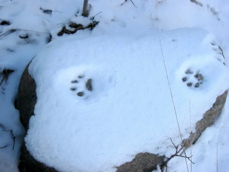 Luchs-Spuren